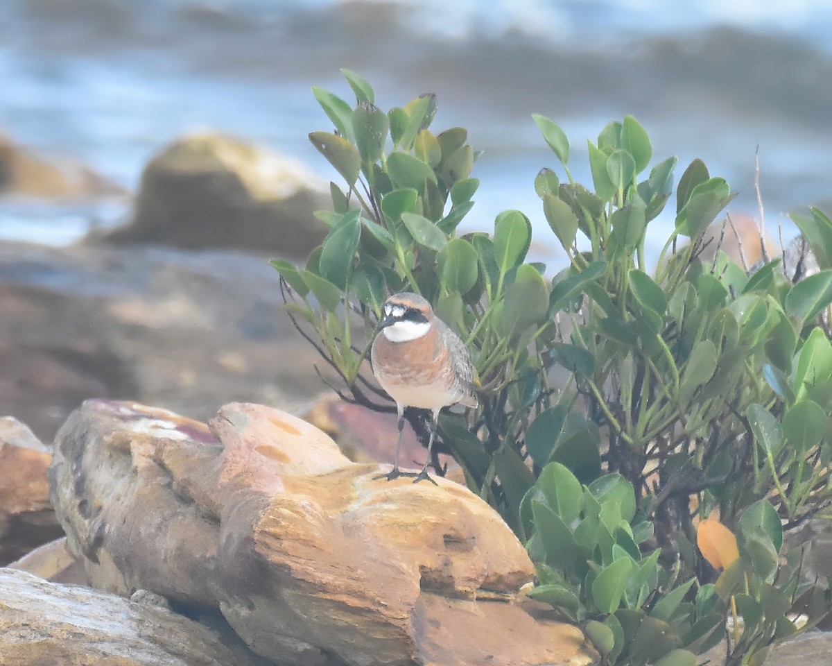 Siberian Sand-Plover - ML616657891