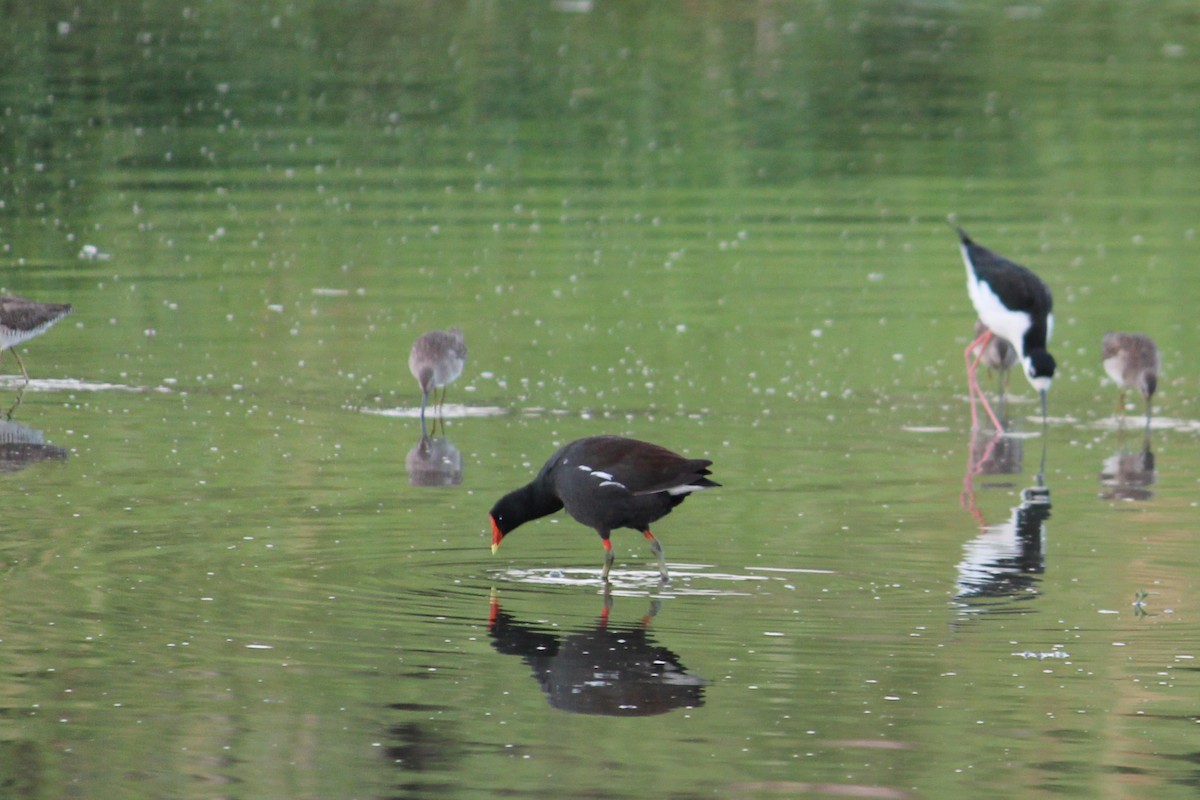 Common Gallinule - Wesley Oistad