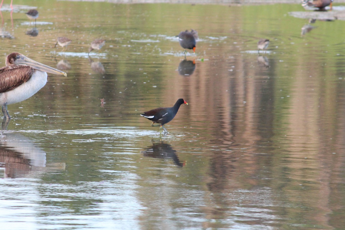 Gallinule d'Amérique - ML616657903