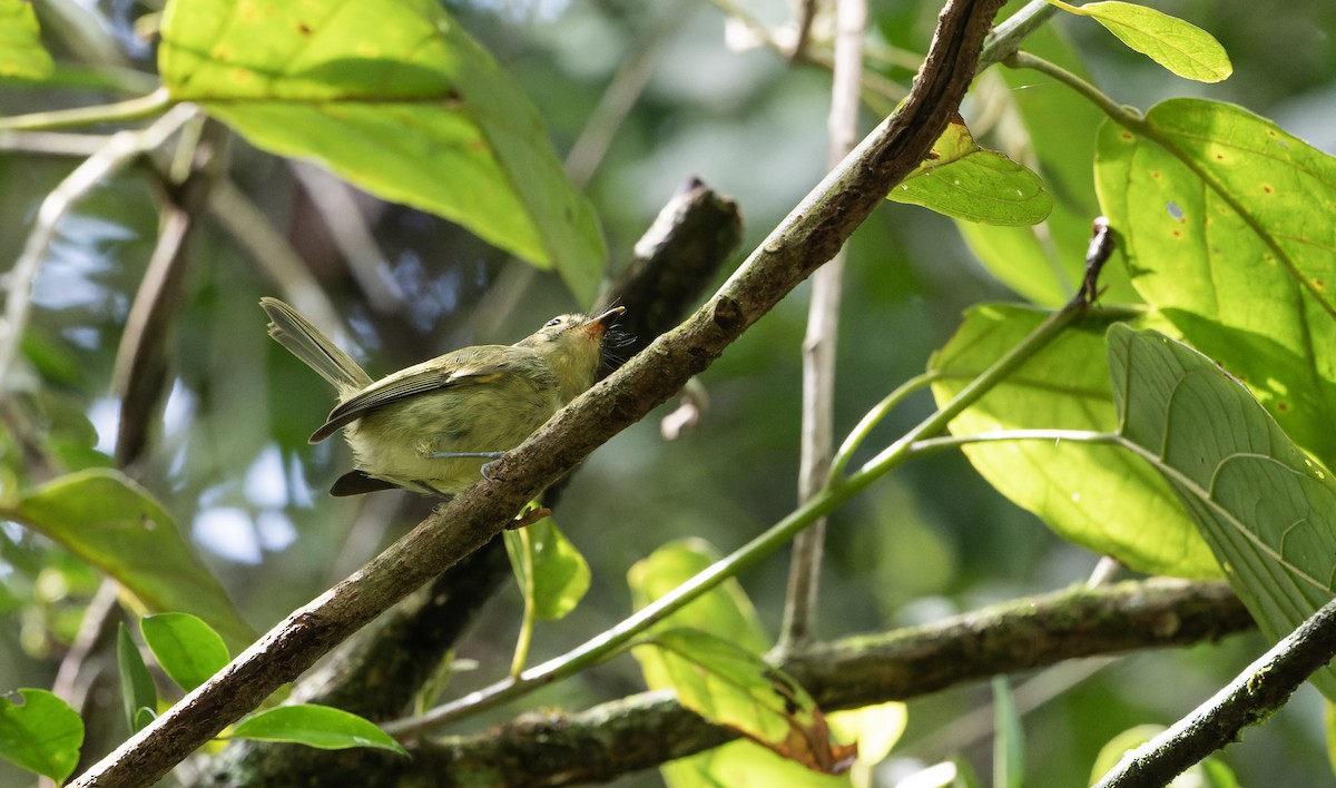 Oustalet's Tyrannulet - ML616657906