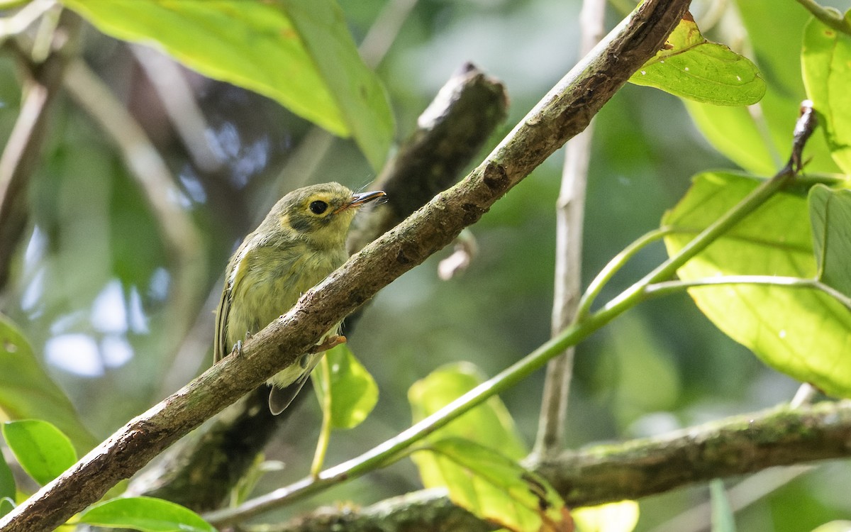 Oustalet's Tyrannulet - ML616657911