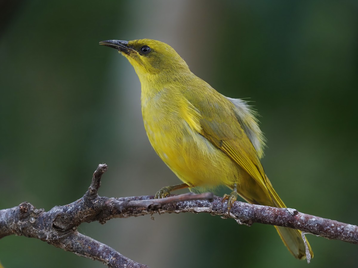 Yellow Honeyeater - ML616657984