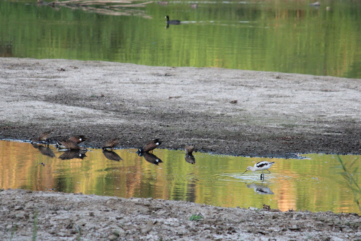 Avoceta Americana - ML616657991