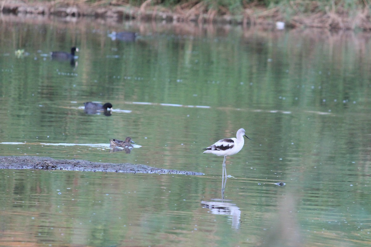 Avocette d'Amérique - ML616657992