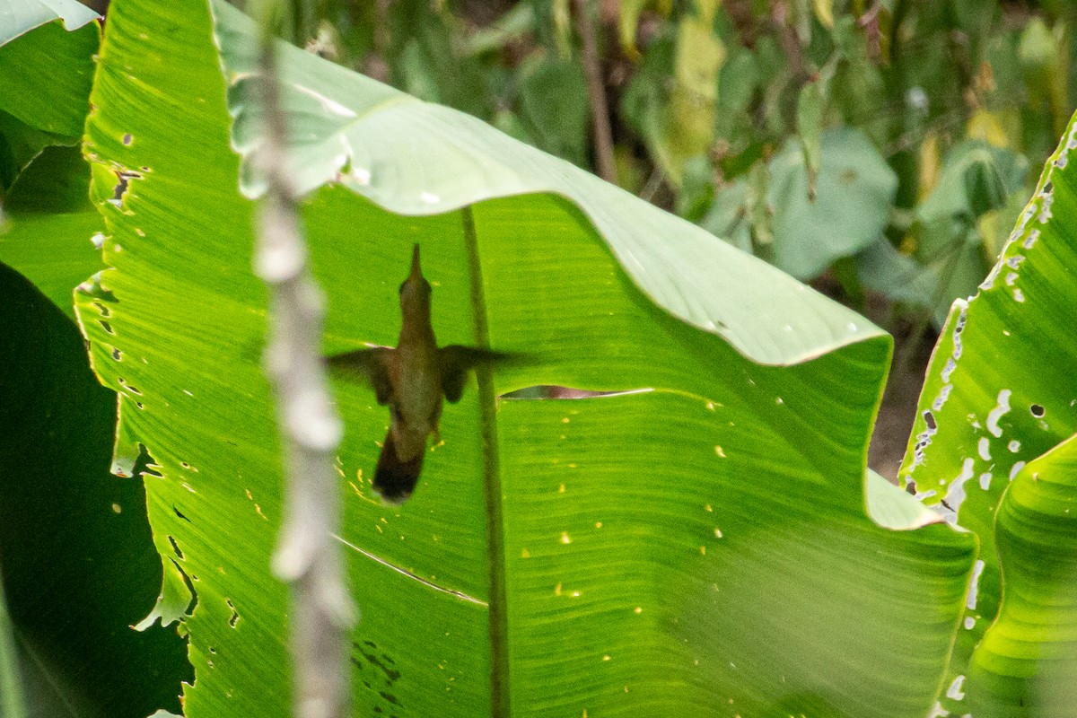 Rufous-breasted Hermit - ML616658112