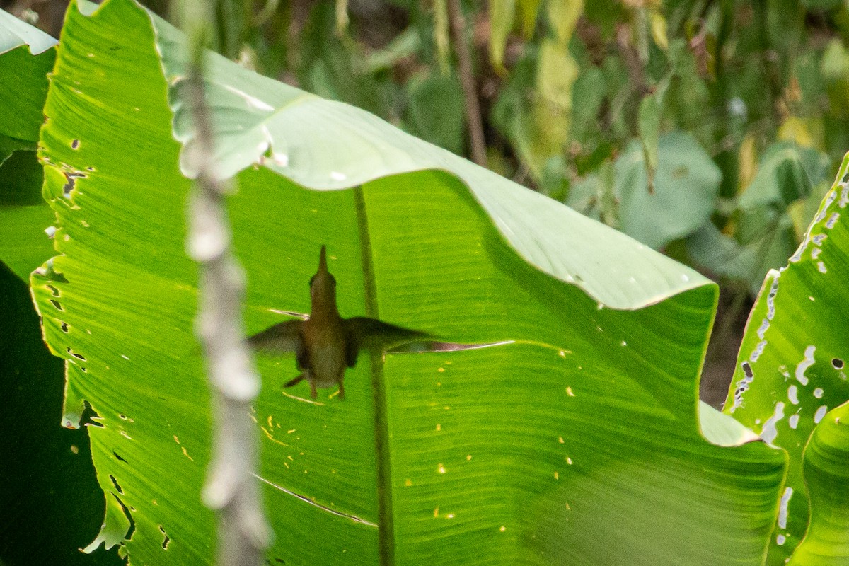 Rufous-breasted Hermit - ML616658113