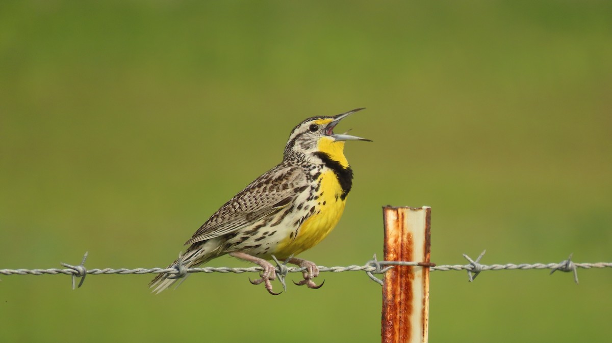 Western Meadowlark - ML616658135