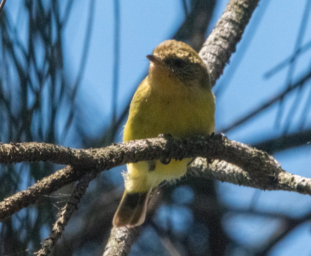 Yellow Thornbill - Spat Cannon