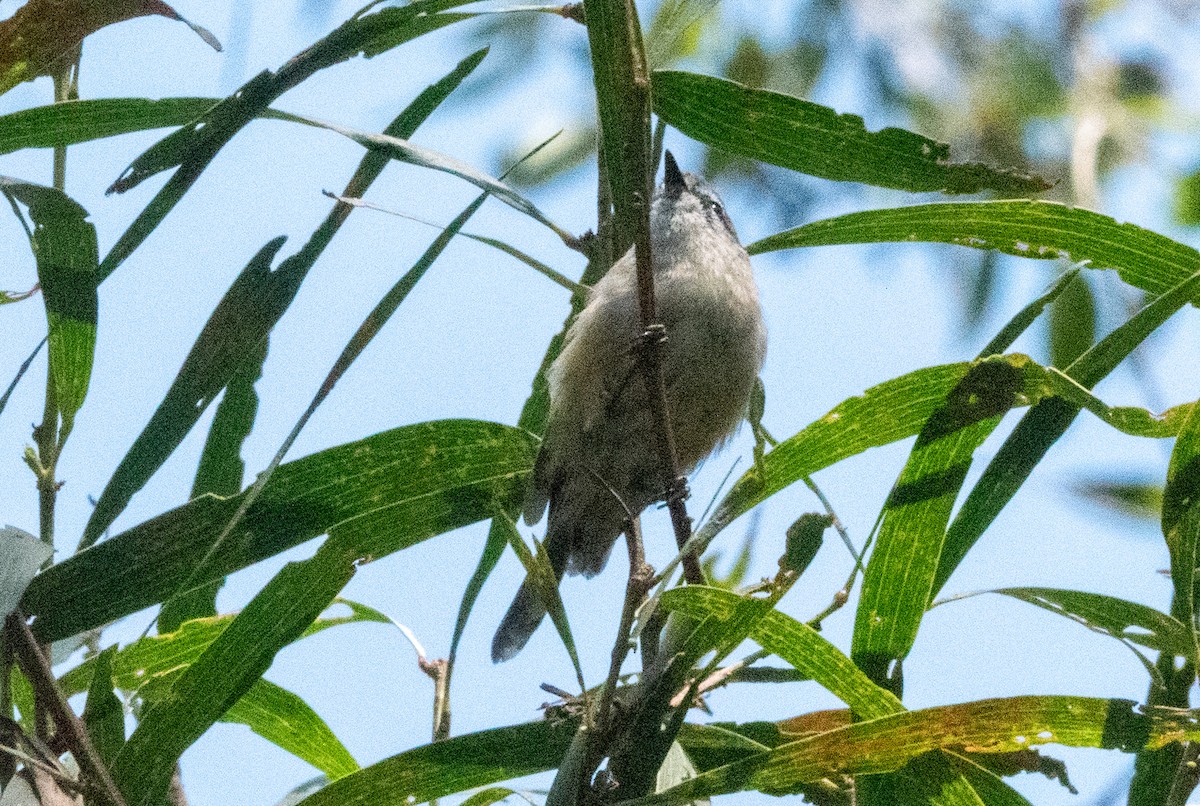 Brown Gerygone - Spat Cannon