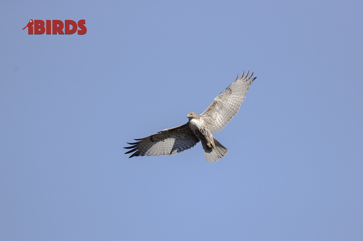 Red-tailed Hawk - C. Salgado-Miranda & E. Soriano-Vargas