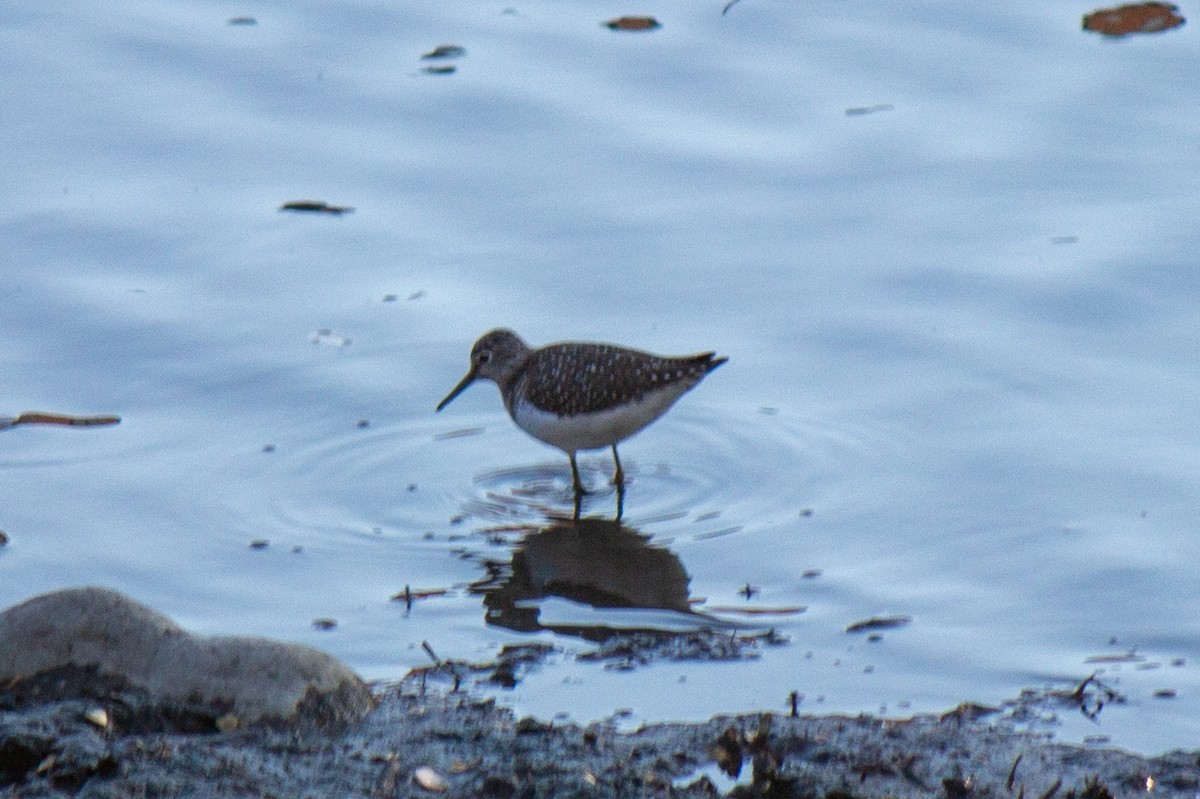 Solitary Sandpiper - ML616658183