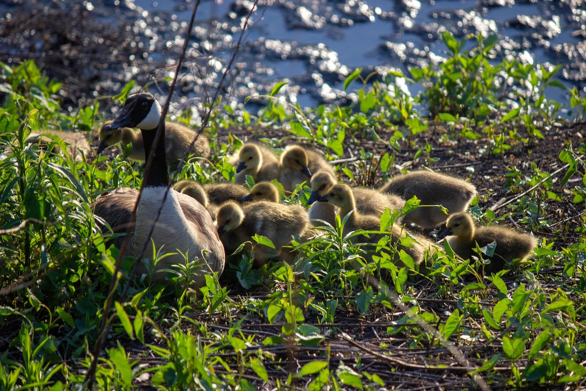 Canada Goose - ML616658184