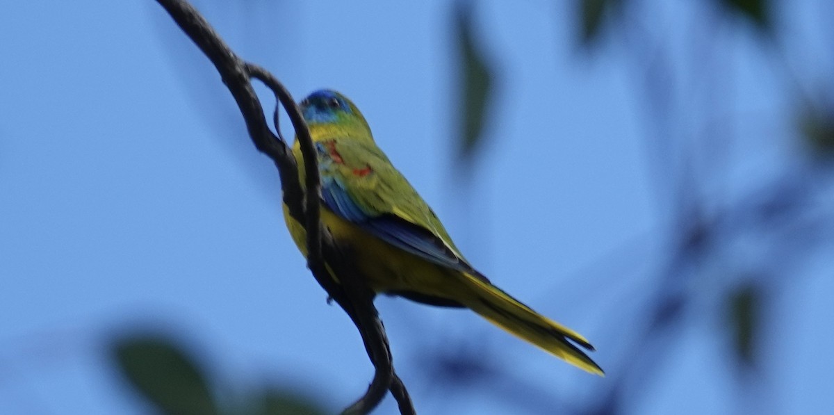 Turquoise Parrot - ML616658285