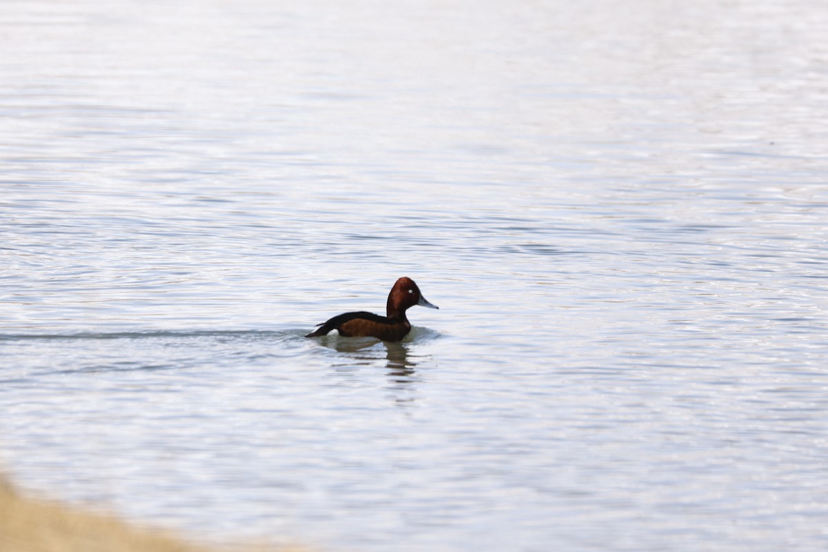 Ferruginous Duck - Padma Gyalpo