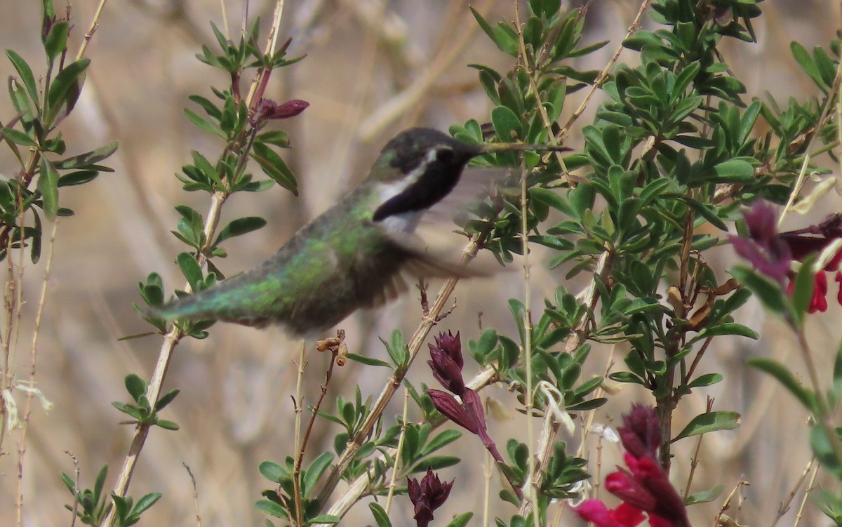 Colibrí de Costa - ML616658336