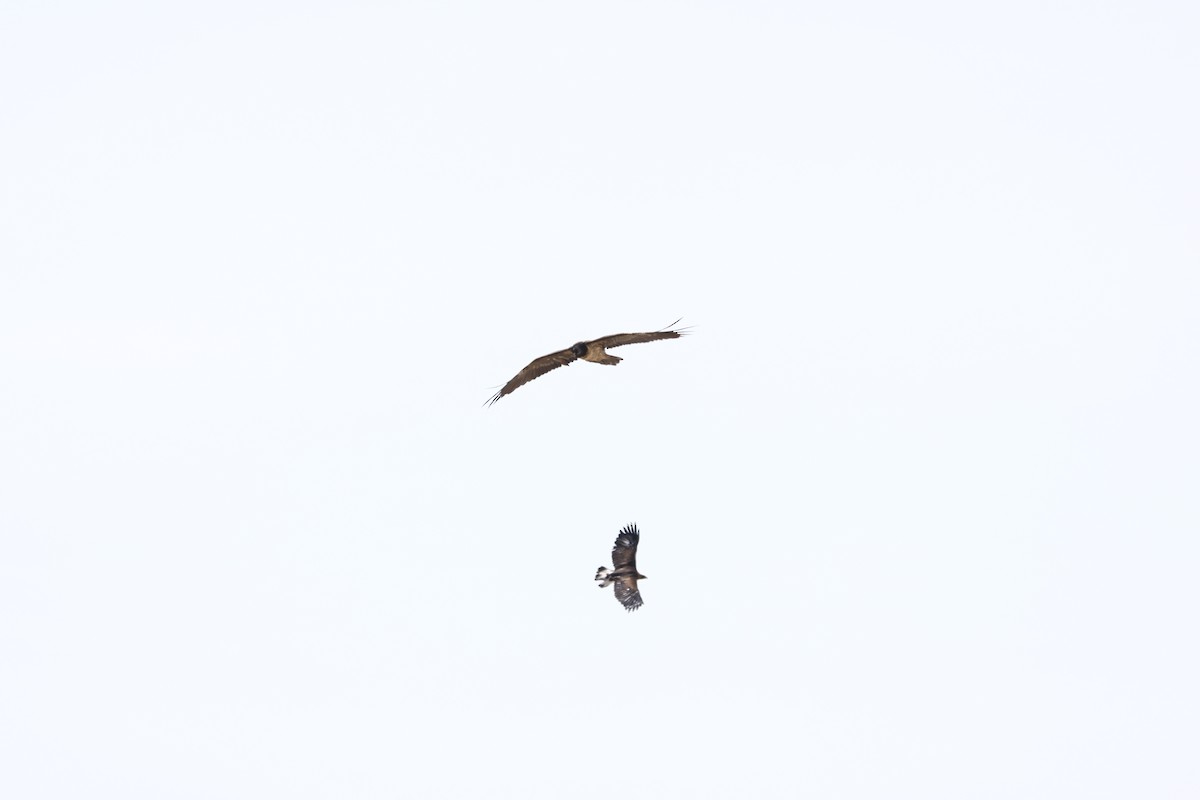 Bearded Vulture - Padma Gyalpo