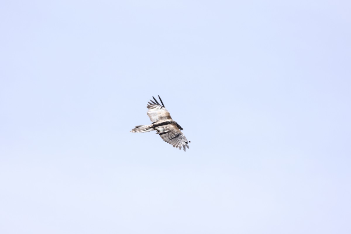 Bearded Vulture - ML616658339