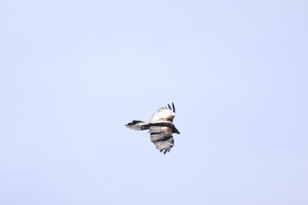 Bearded Vulture - Padma Gyalpo