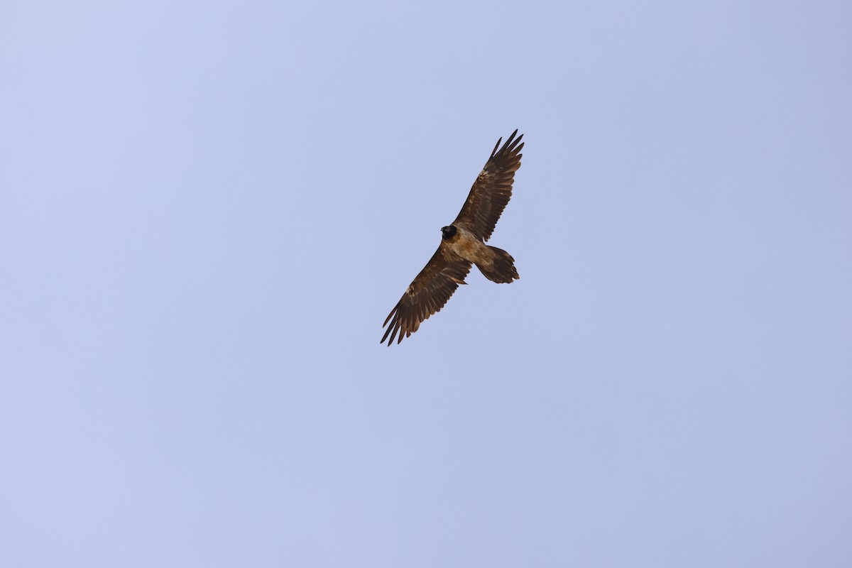 Bearded Vulture - ML616658357