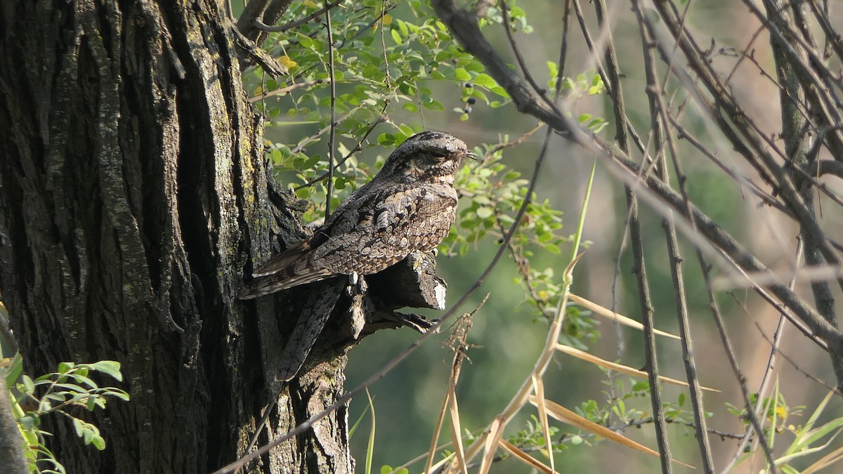 Jungle Nightjar - ML616658371