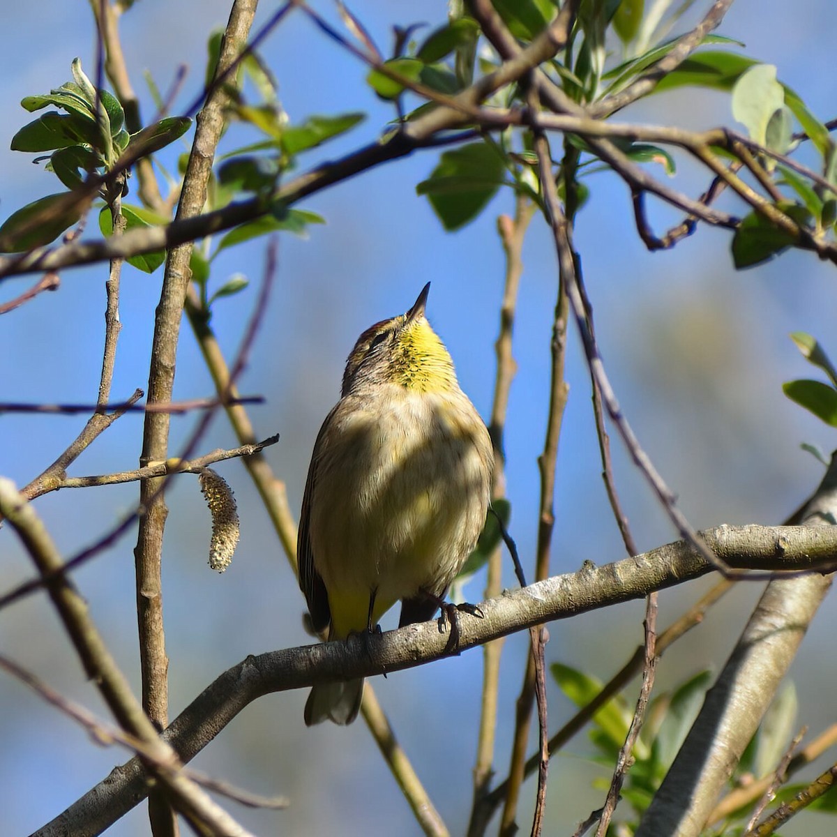 Palm Warbler - ML616658381