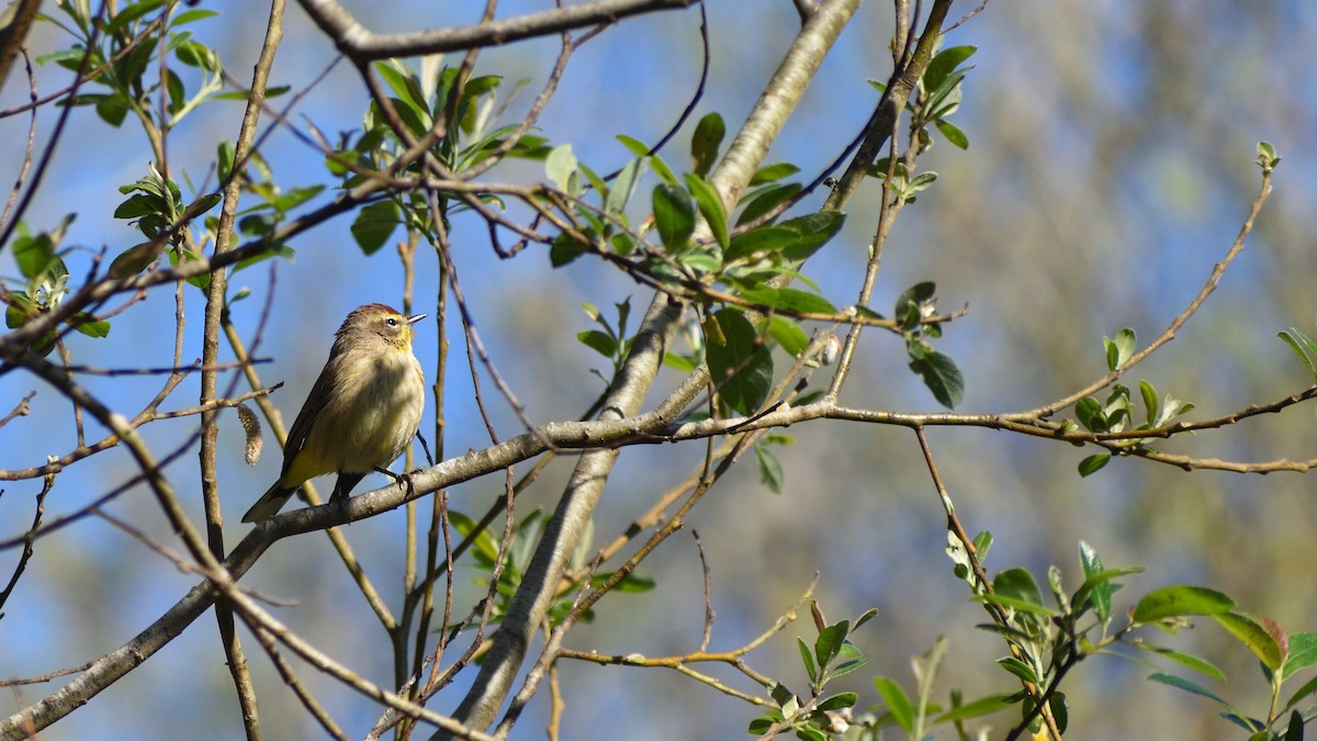 Paruline à couronne rousse - ML616658382