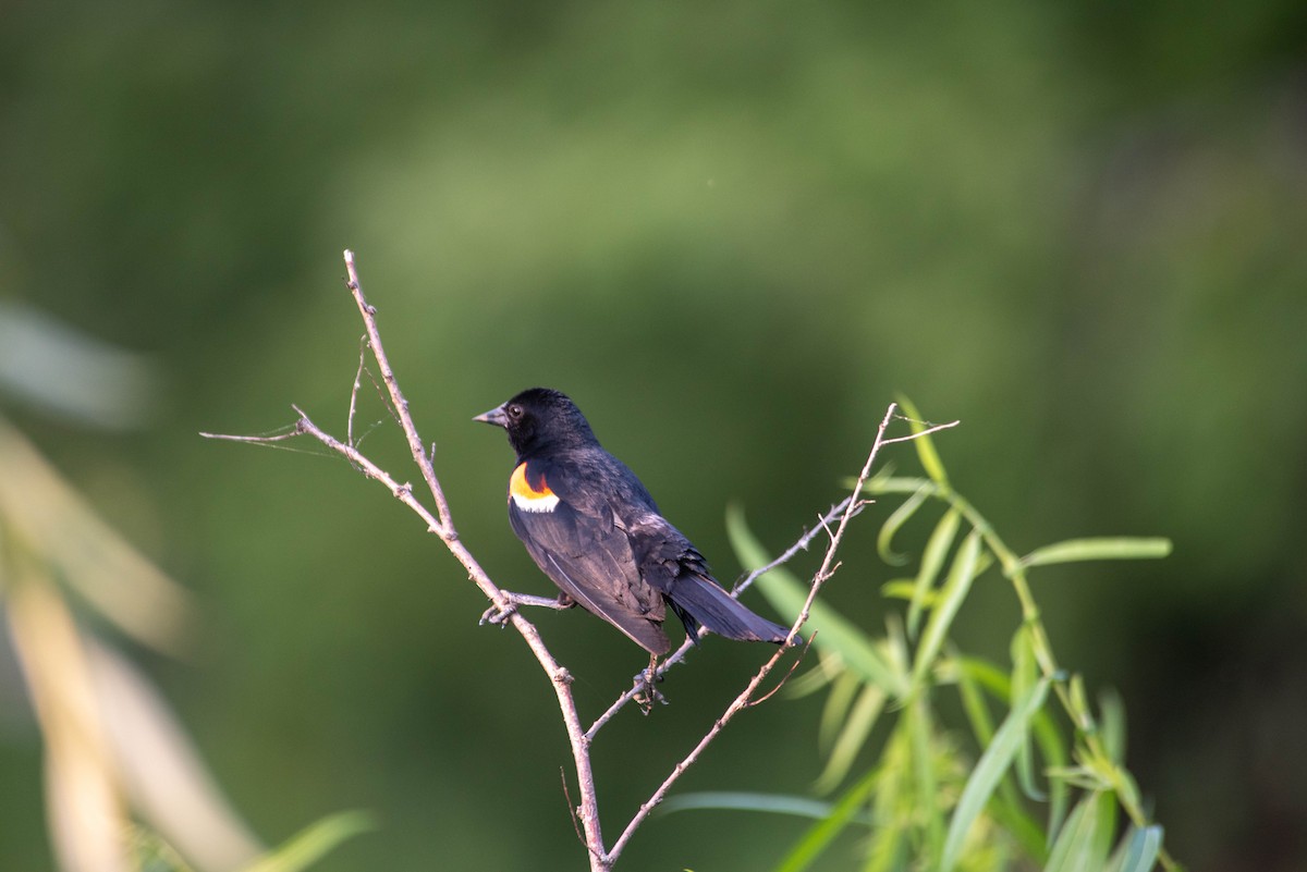 Eastern Kingbird - ML616658394