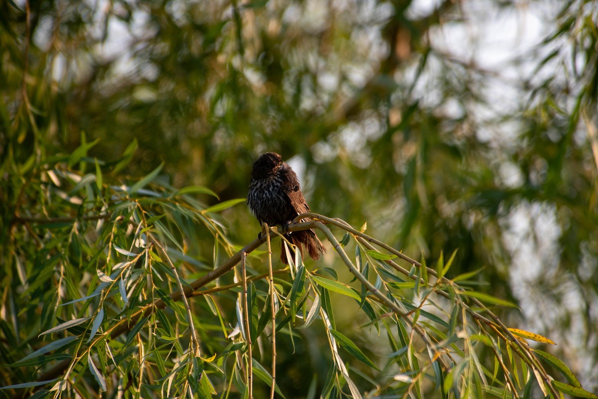 Red-winged Blackbird - ML616658410