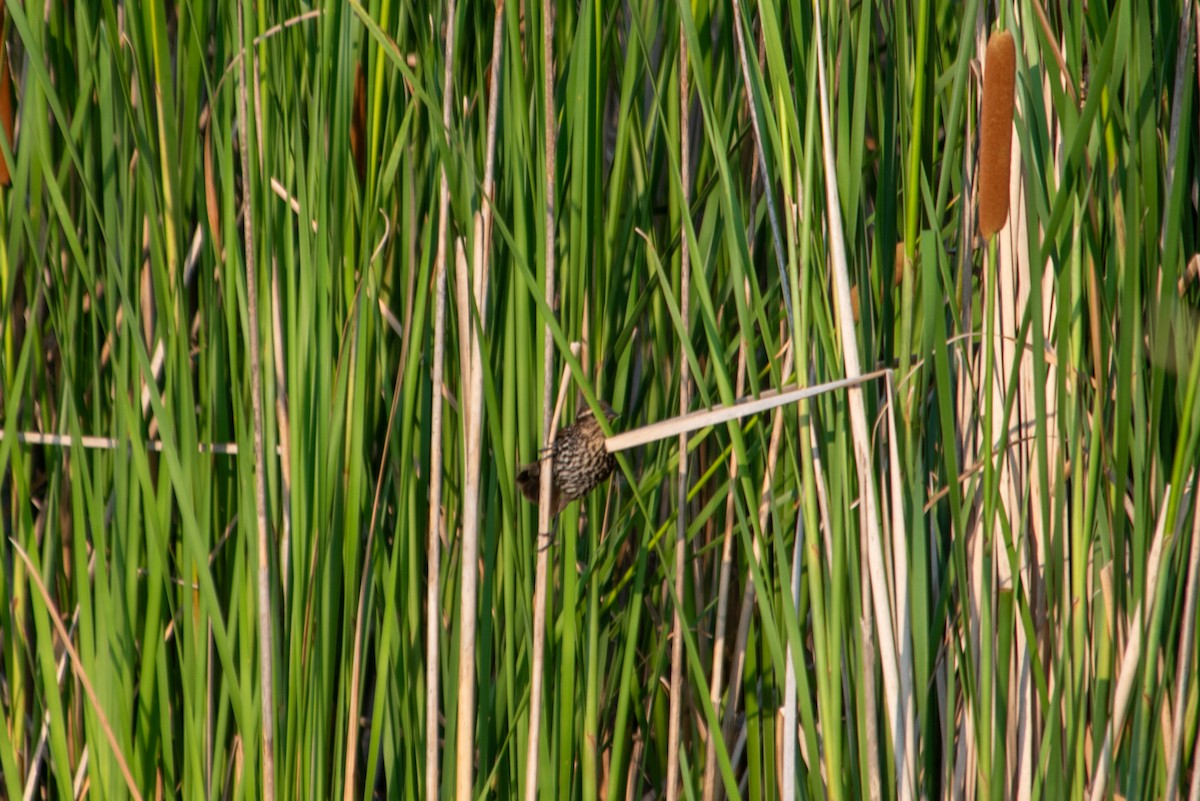 Red-winged Blackbird - ML616658411