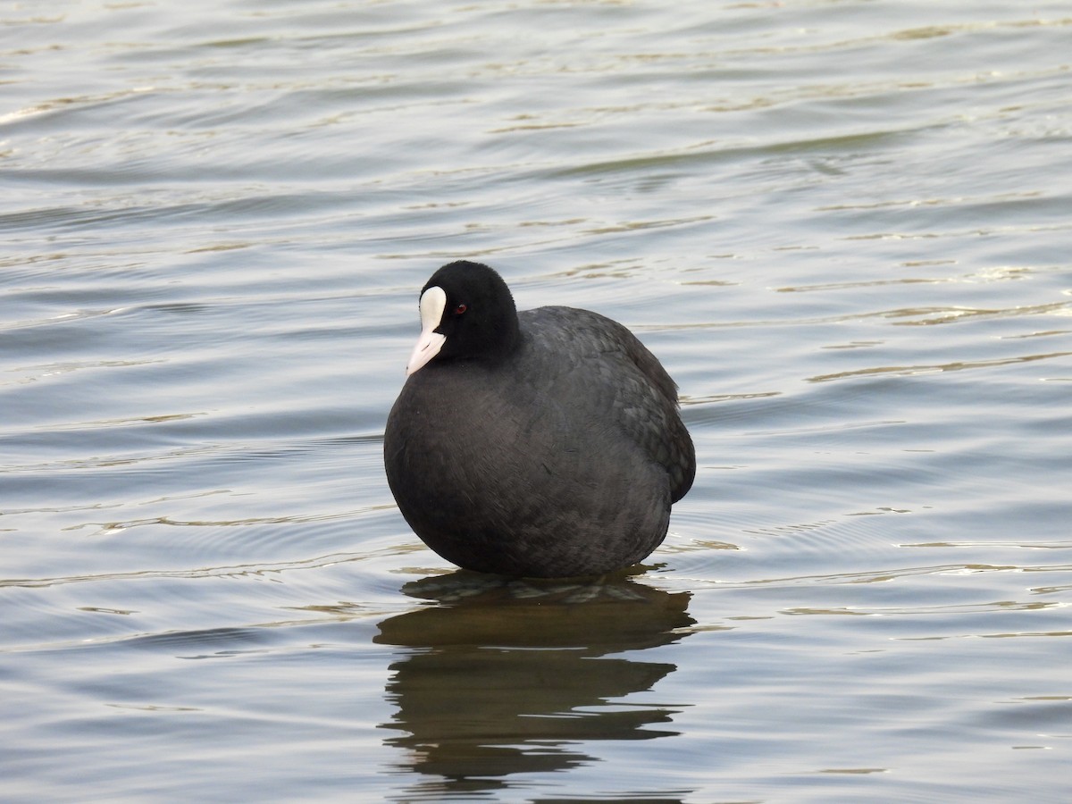 Eurasian Coot - Shasha Luo