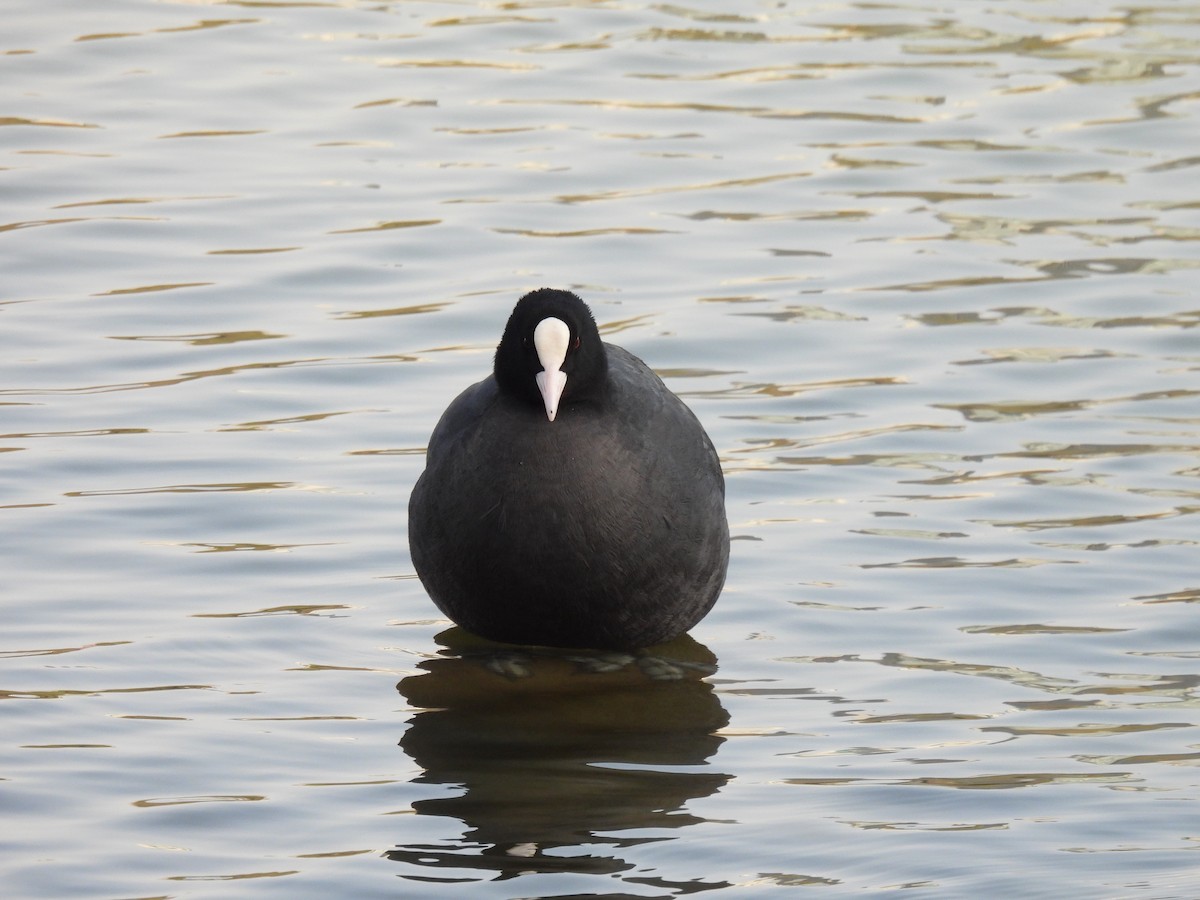 Eurasian Coot - Shasha Luo