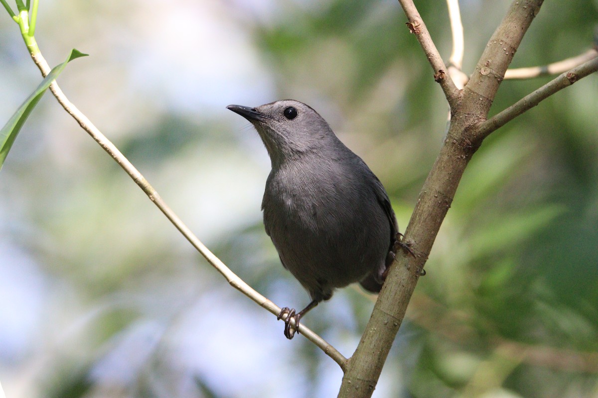 Pájaro Gato Gris - ML616658431