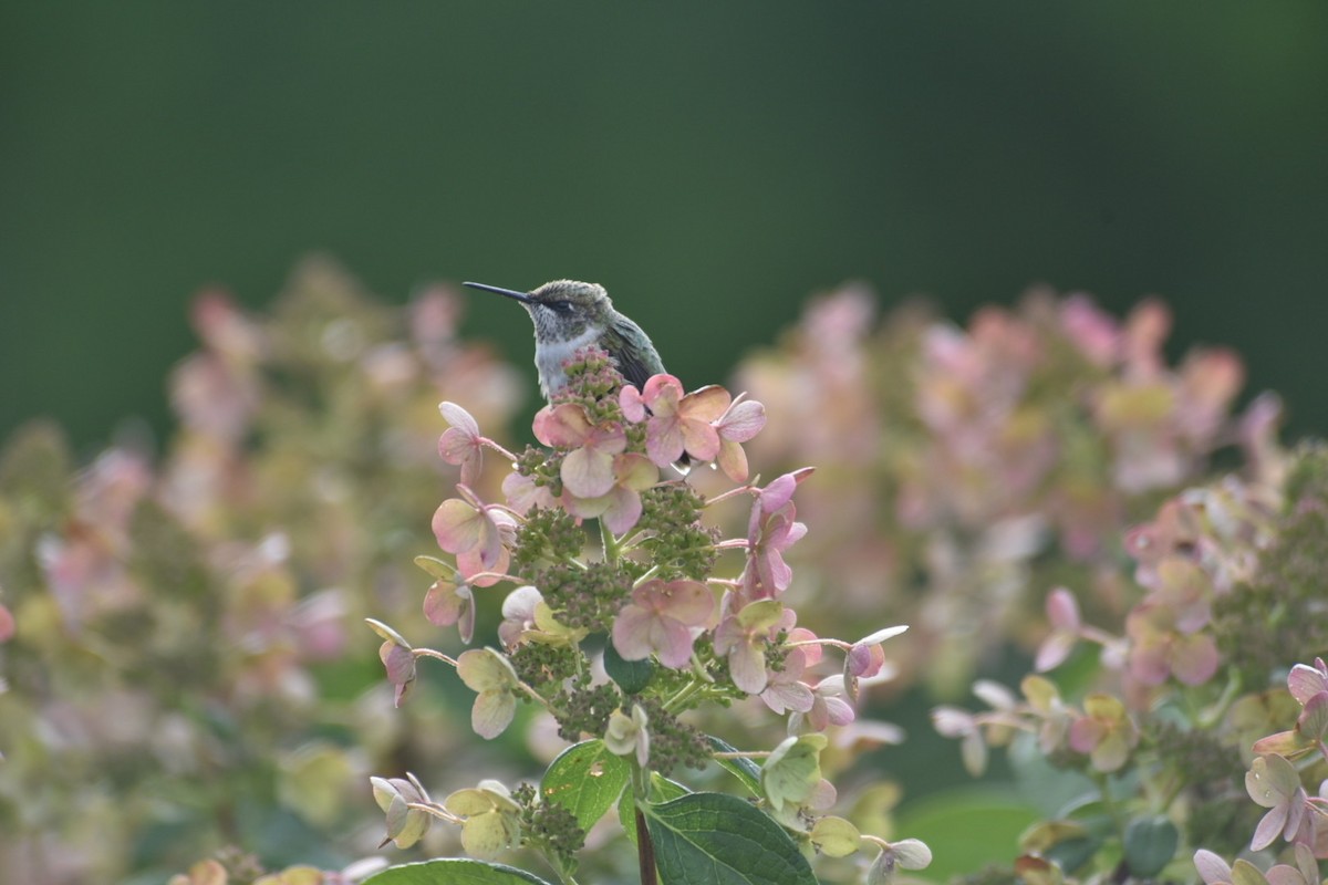 Ruby-throated Hummingbird - ML616658468