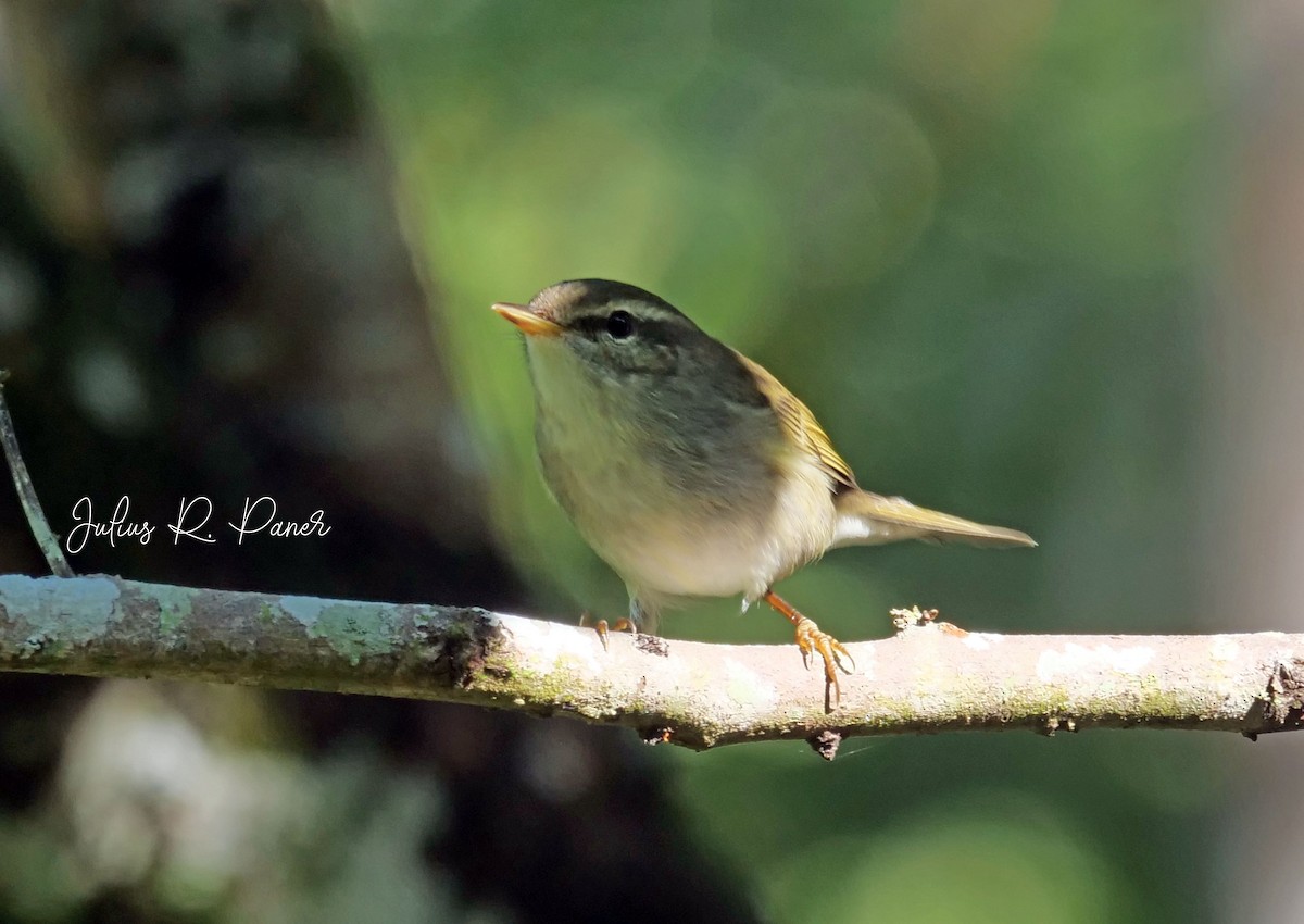 Arctic Warbler - ML616658493