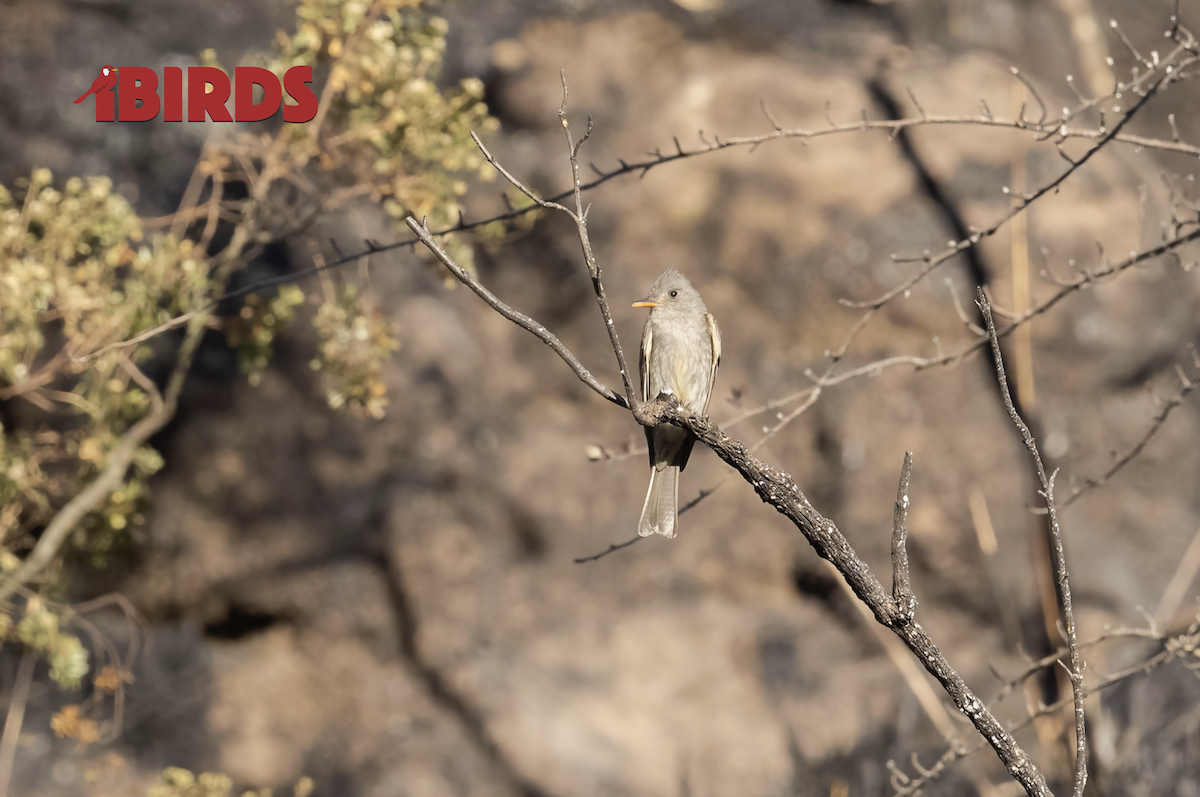 Greater Pewee - C. Salgado-Miranda & E. Soriano-Vargas