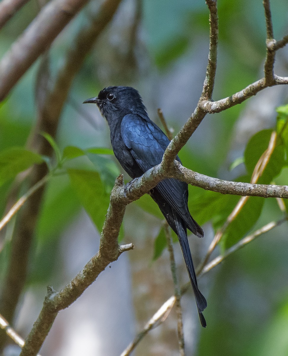 Fork-tailed Drongo-Cuckoo - ML616658600