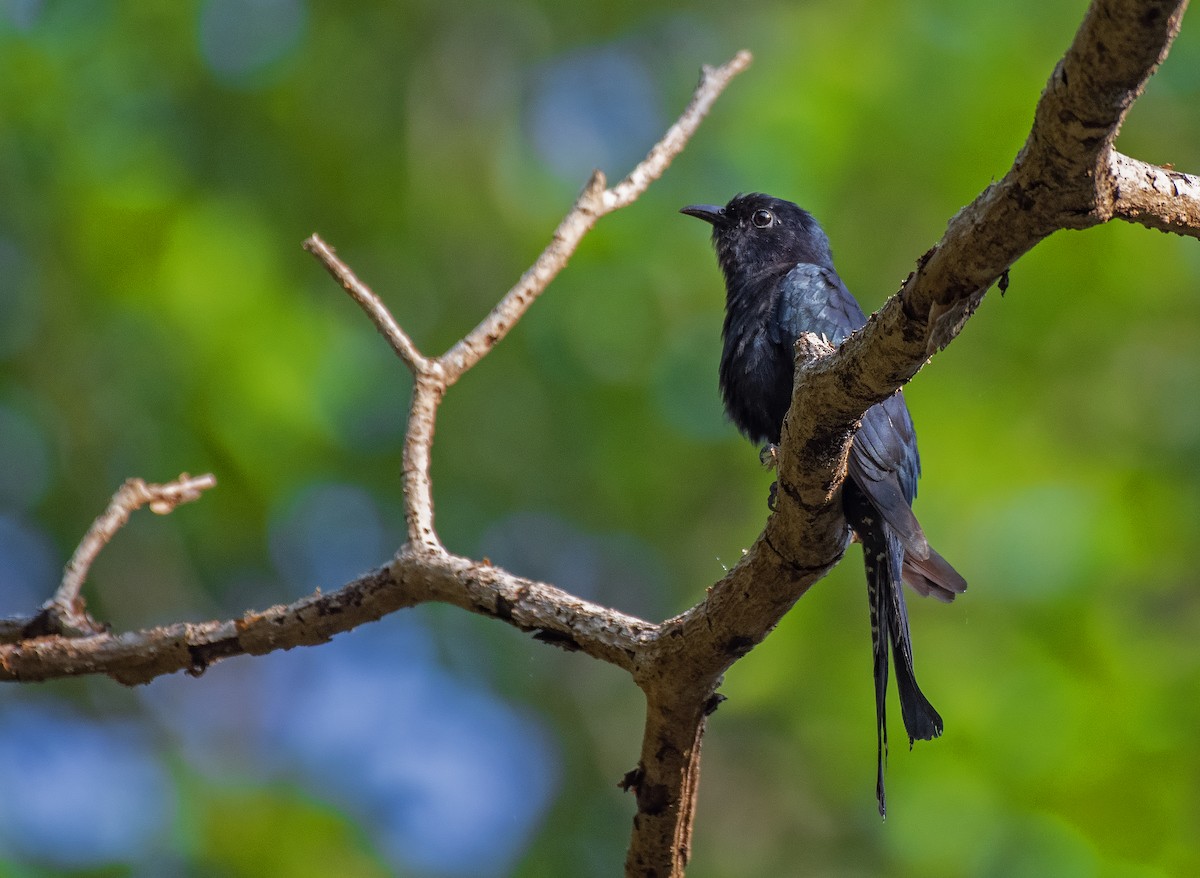 Fork-tailed Drongo-Cuckoo - ML616658601