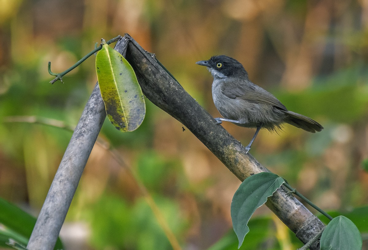 Dark-fronted Babbler - ML616658605