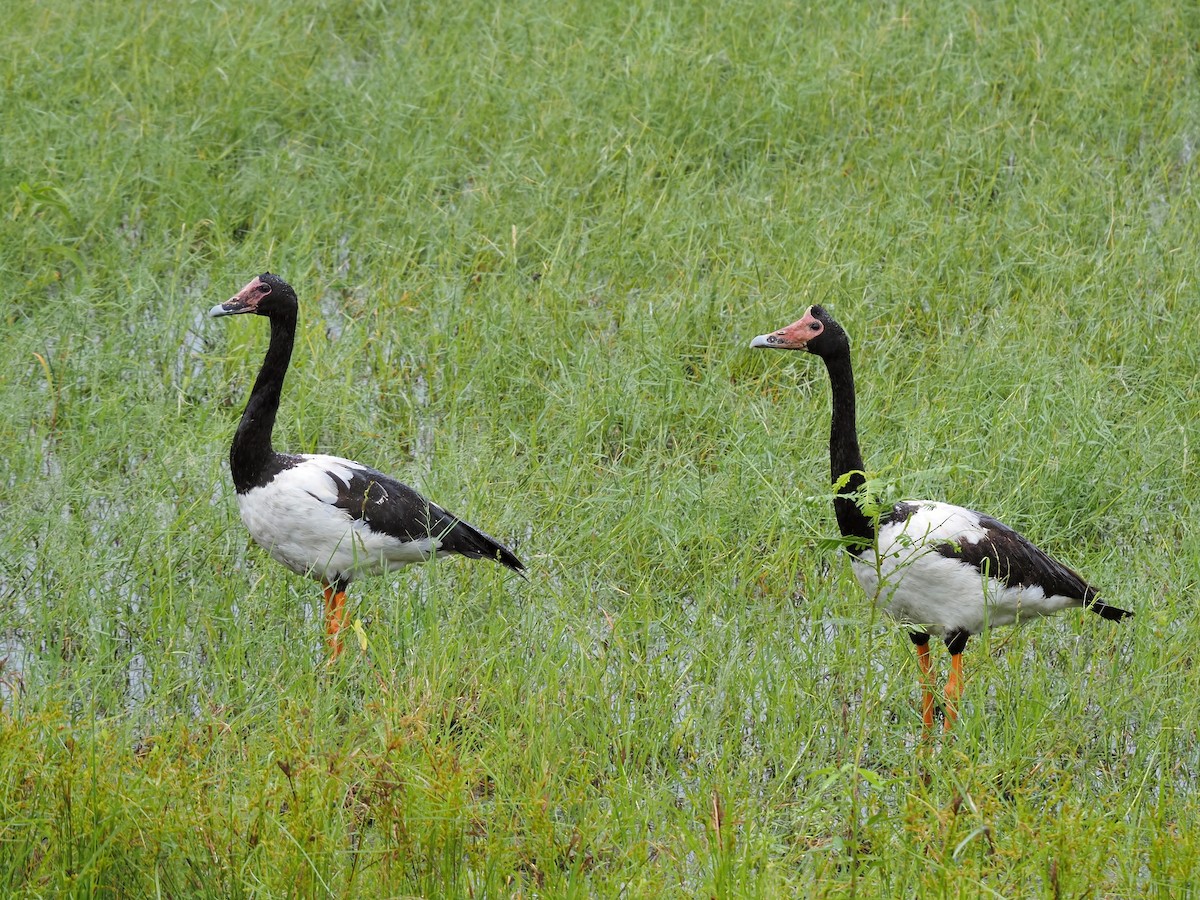 Magpie Goose - Len and Chris Ezzy