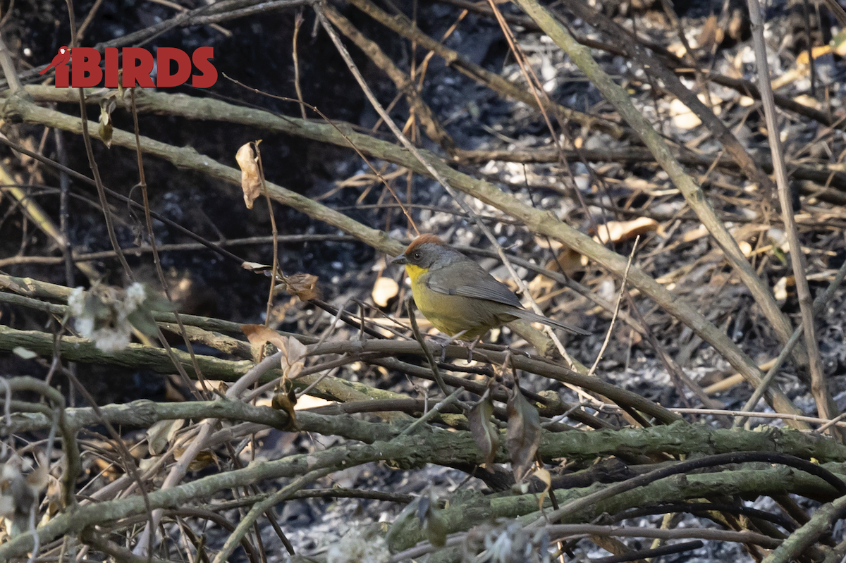 Rufous-capped Brushfinch - ML616658632