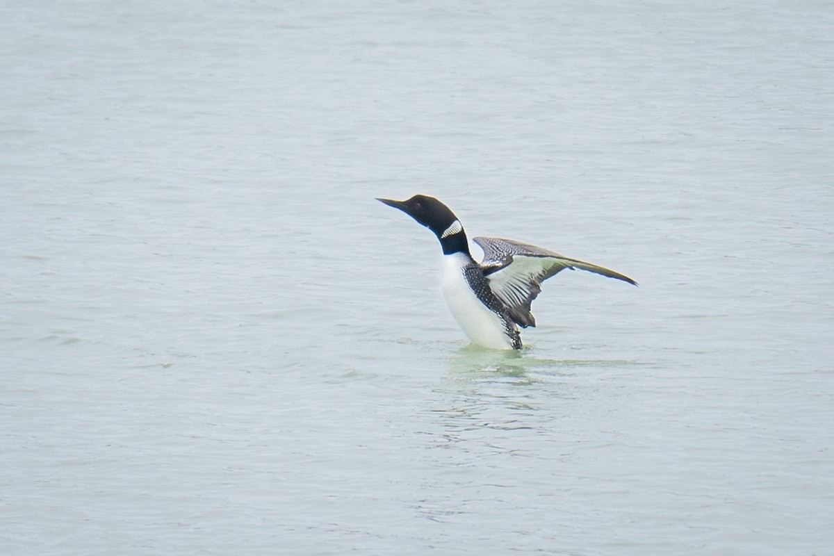 Common Loon - Debbie Tubridy