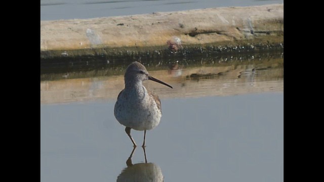 Stilt Sandpiper - ML616658652