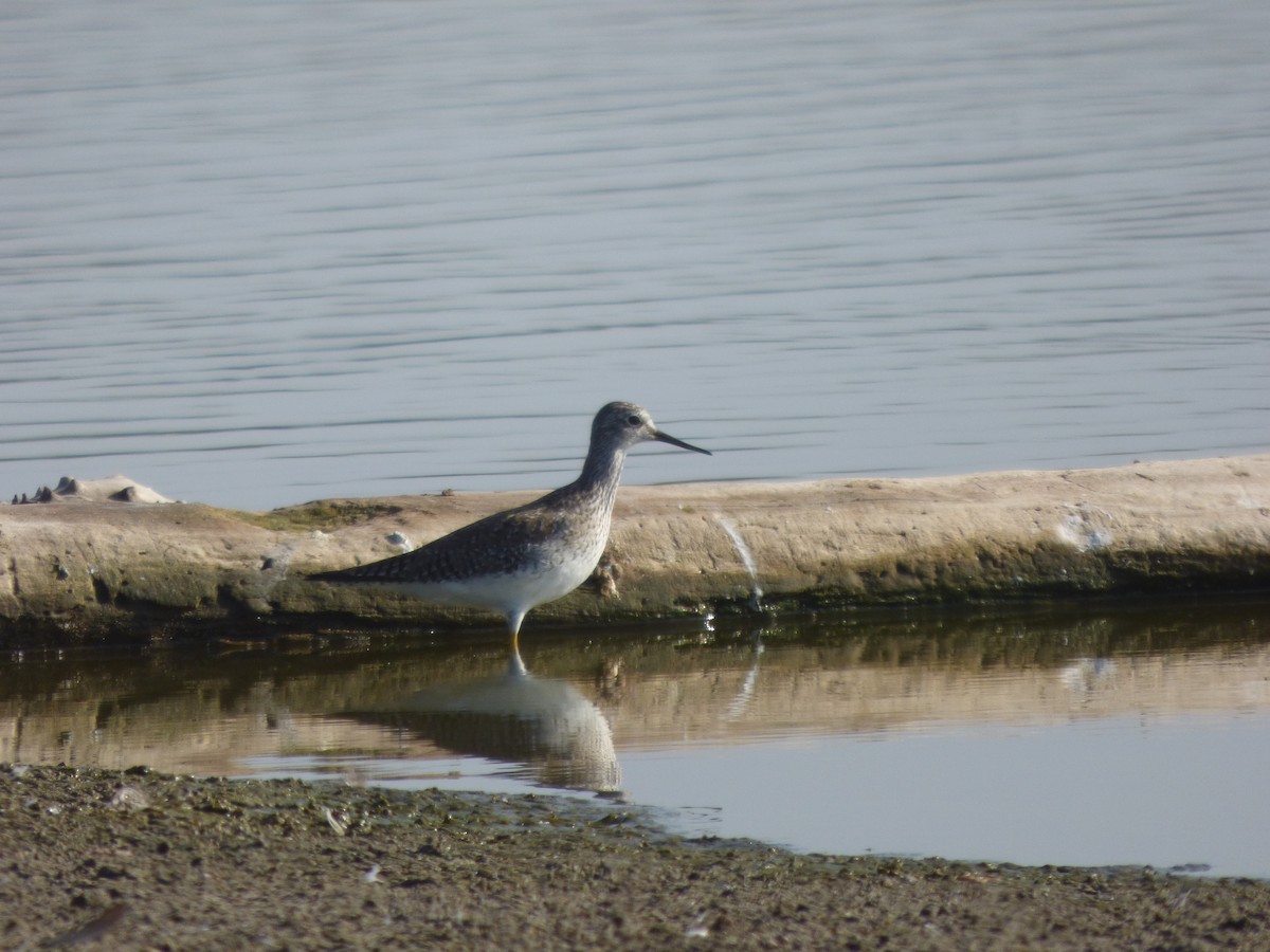 Lesser Yellowlegs - ML616658663