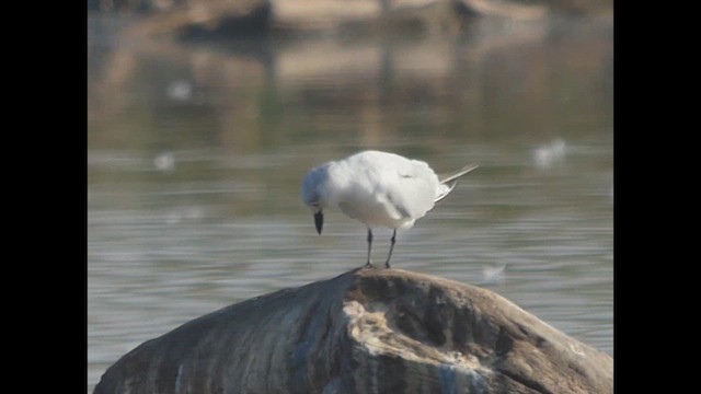 Gull-billed Tern - ML616658691