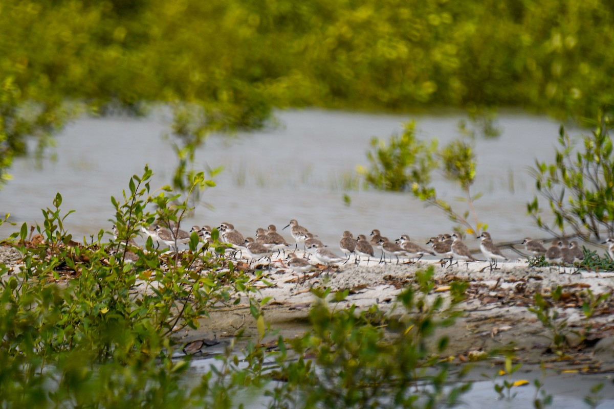 Curlew Sandpiper - ML616658720