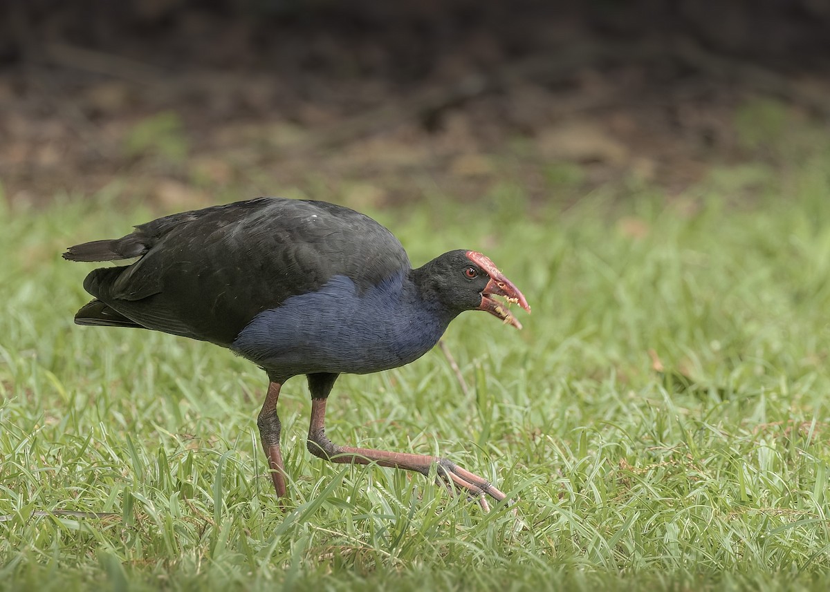 Australasian Swamphen - Bruce Ward-Smith