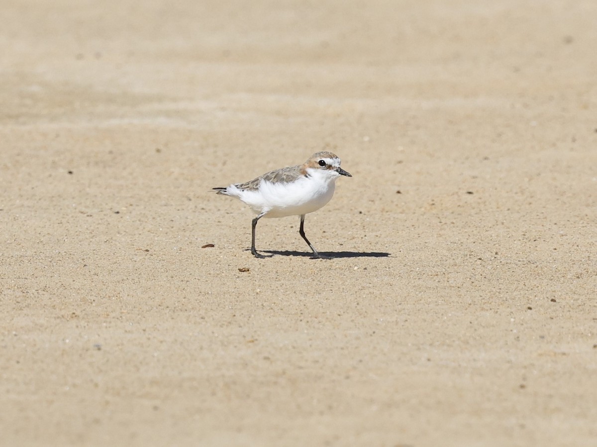 Red-capped Plover - ML616658878