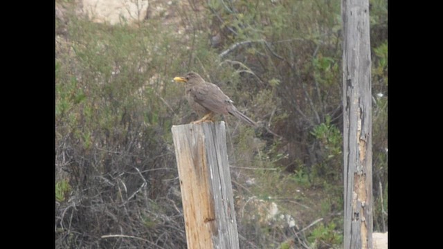 Chiguanco Thrush - ML616658919