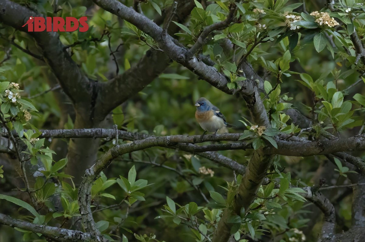 Lazuli Bunting - C. Salgado-Miranda & E. Soriano-Vargas