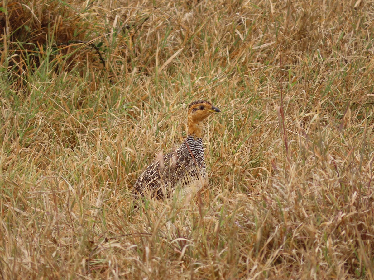 Coqui Francolin - Shasha Luo